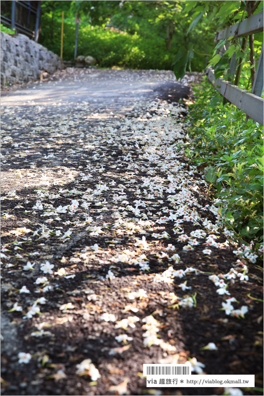 彰化桐花季》彰化桐花秘境～出水坑『桐花園』‧私人賞桐園區無料開放！桐花花毯好迷人！