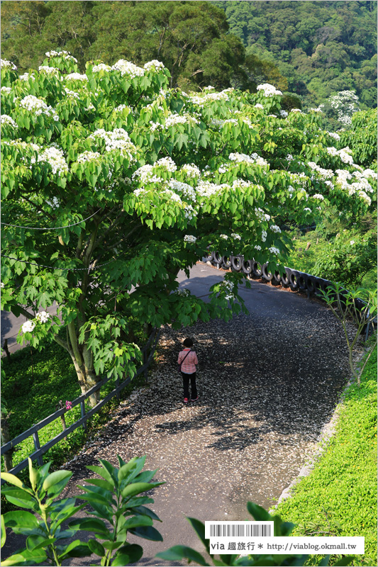 彰化桐花季》彰化桐花秘境～出水坑『桐花園』‧私人賞桐園區無料開放！桐花花毯好迷人！