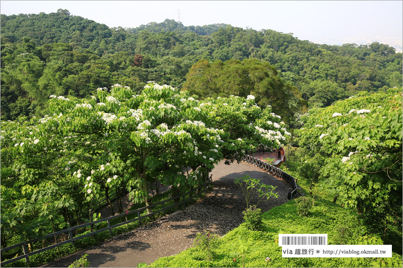 彰化桐花季》彰化桐花秘境～出水坑『桐花園』‧私人賞桐園區無料開放！桐花花毯好迷人！