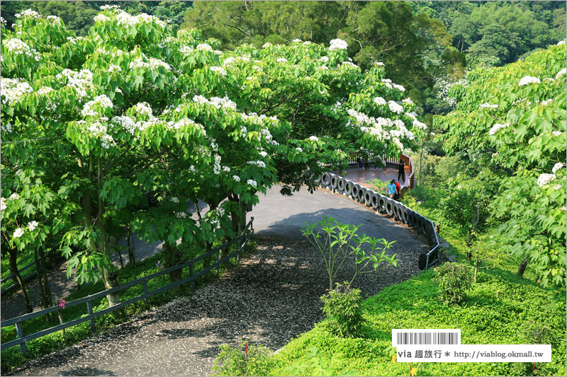 彰化桐花季》彰化桐花秘境～出水坑『桐花園』‧私人賞桐園區無料開放！桐花花毯好迷人！