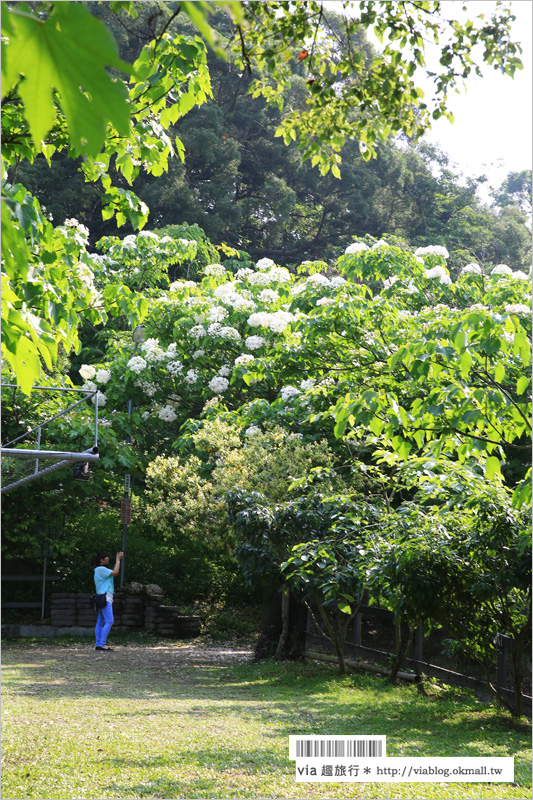 彰化桐花季》彰化桐花秘境～出水坑『桐花園』‧私人賞桐園區無料開放！桐花花毯好迷人！