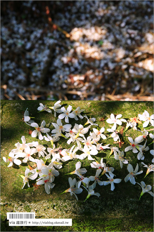 彰化桐花季》彰化桐花秘境～出水坑『桐花園』‧私人賞桐園區無料開放！桐花花毯好迷人！