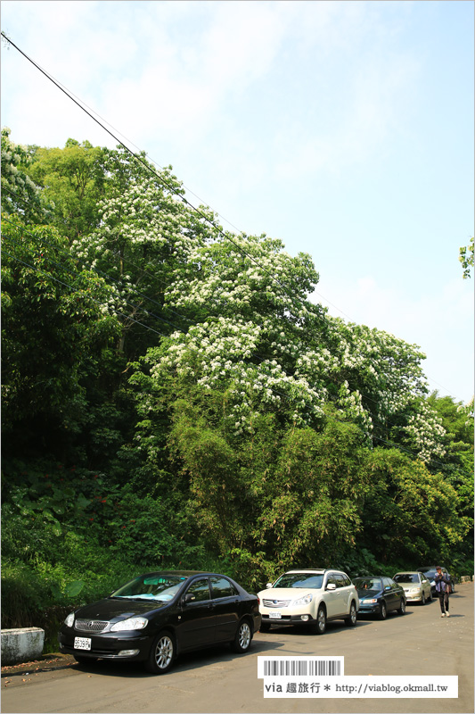 彰化桐花季》彰化桐花秘境～出水坑『桐花園』‧私人賞桐園區無料開放！桐花花毯好迷人！