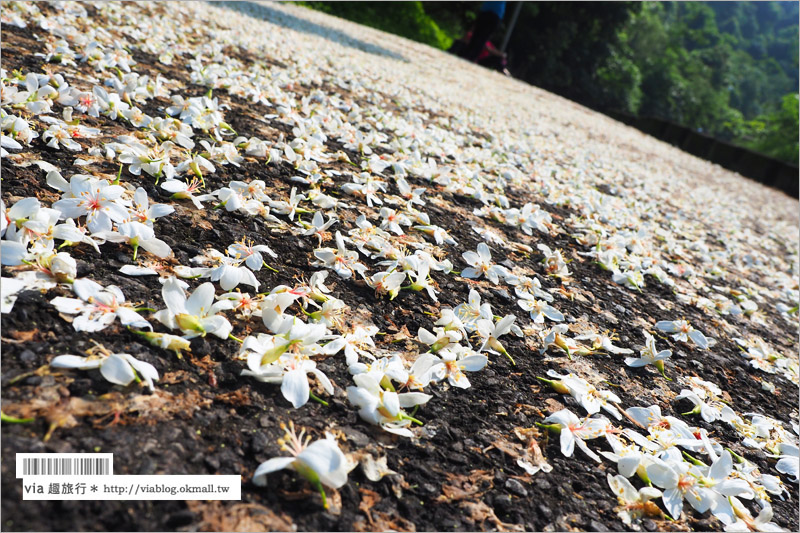 彰化桐花季》彰化桐花秘境～出水坑『桐花園』‧私人賞桐園區無料開放！桐花花毯好迷人！