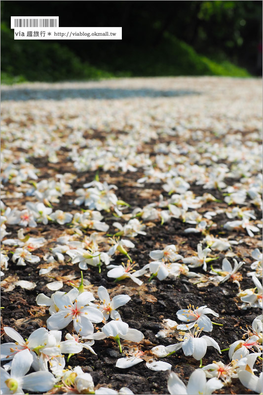 彰化桐花季》彰化桐花秘境～出水坑『桐花園』‧私人賞桐園區無料開放！桐花花毯好迷人！