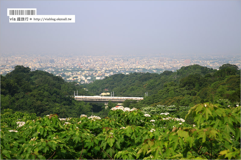 彰化桐花季》彰化桐花秘境～出水坑『桐花園』‧私人賞桐園區無料開放！桐花花毯好迷人！