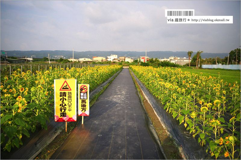 員林向日葵》彰化員林景點一日遊～＂一畝田休閒農場＂籌備處：向日葵花田現正盛開中！