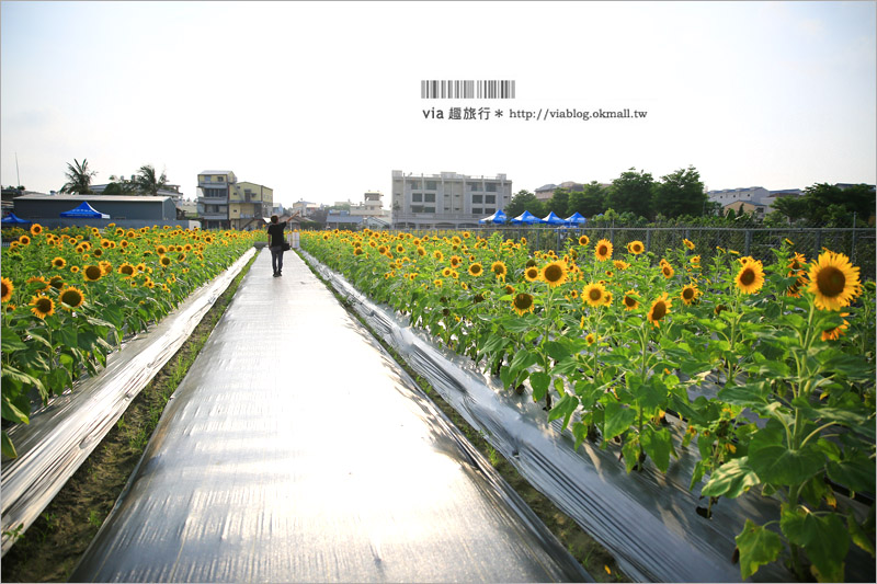 員林向日葵》彰化員林景點一日遊～＂一畝田休閒農場＂籌備處：向日葵花田現正盛開中！