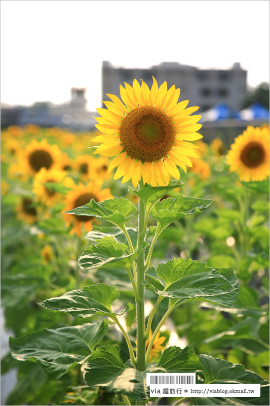 員林向日葵》彰化員林景點一日遊～＂一畝田休閒農場＂籌備處：向日葵花田現正盛開中！