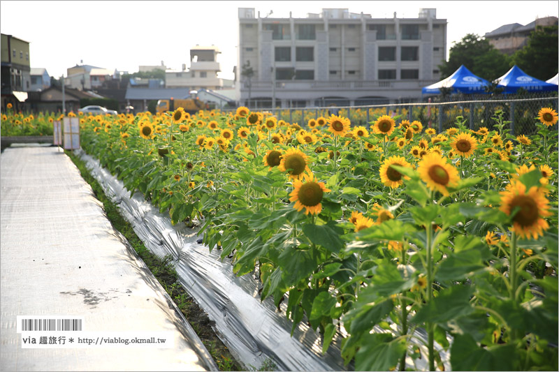 員林向日葵》彰化員林景點一日遊～＂一畝田休閒農場＂籌備處：向日葵花田現正盛開中！