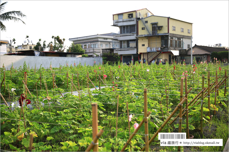 員林向日葵》彰化員林景點一日遊～＂一畝田休閒農場＂籌備處：向日葵花田現正盛開中！