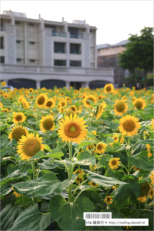 員林向日葵》彰化員林景點一日遊～＂一畝田休閒農場＂籌備處：向日葵花田現正盛開中！