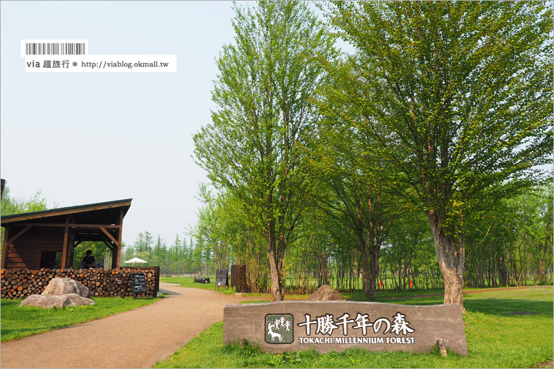 北海道旅遊景點》十勝千年之森～夢幻的療癒系森林大草原、來去森林散散步！