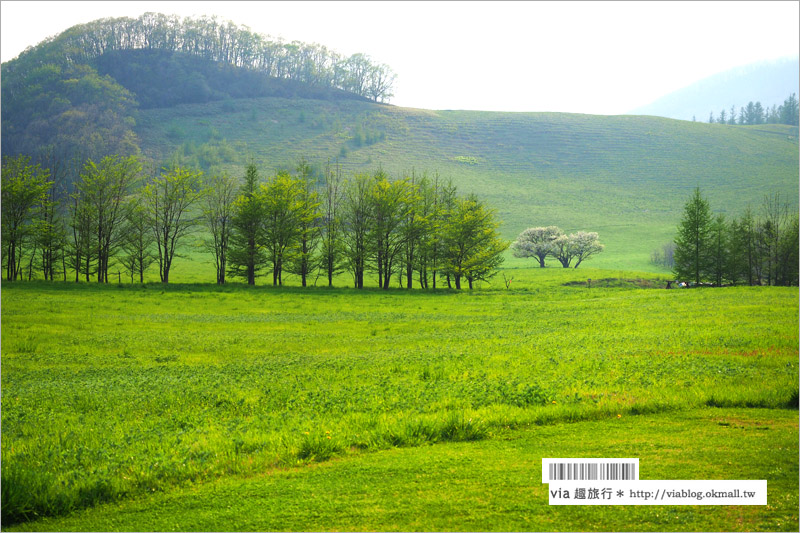 北海道旅遊景點》十勝千年之森～夢幻的療癒系森林大草原、來去森林散散步！