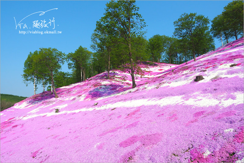 北海道芝櫻》網走｜大空町東藻琴芝櫻公園～絕美的粉紅國度！一生一定要看一次的美景！