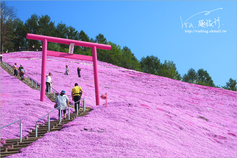 北海道芝櫻》網走｜大空町東藻琴芝櫻公園～絕美的粉紅國度！一生一定要看一次的美景！