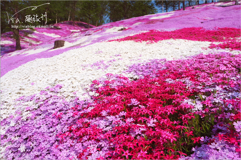 北海道芝櫻》網走｜大空町東藻琴芝櫻公園～絕美的粉紅國度！一生一定要看一次的美景！