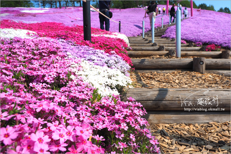 北海道芝櫻》網走｜大空町東藻琴芝櫻公園～絕美的粉紅國度！一生一定要看一次的美景！