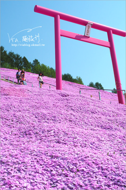 北海道芝櫻》網走｜大空町東藻琴芝櫻公園～絕美的粉紅國度！一生一定要看一次的美景！