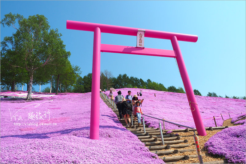 北海道芝櫻》網走｜大空町東藻琴芝櫻公園～絕美的粉紅國度！一生一定要看一次的美景！