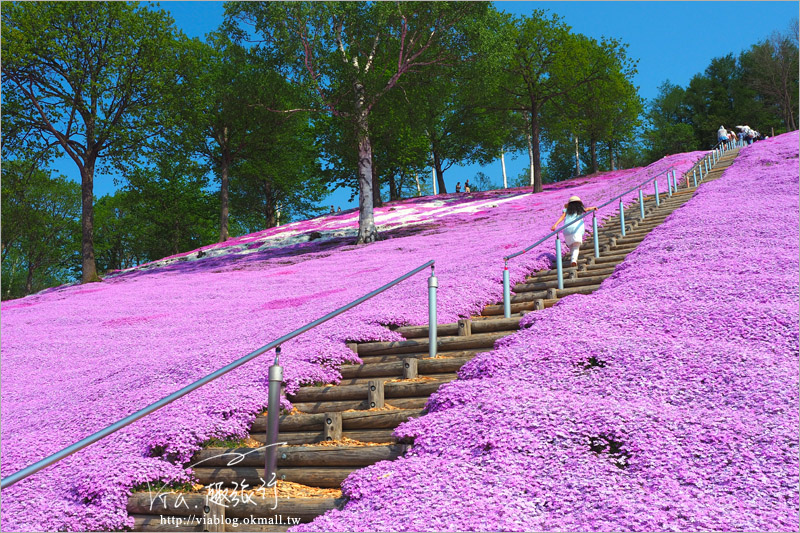 北海道芝櫻》網走｜大空町東藻琴芝櫻公園～絕美的粉紅國度！一生一定要看一次的美景！