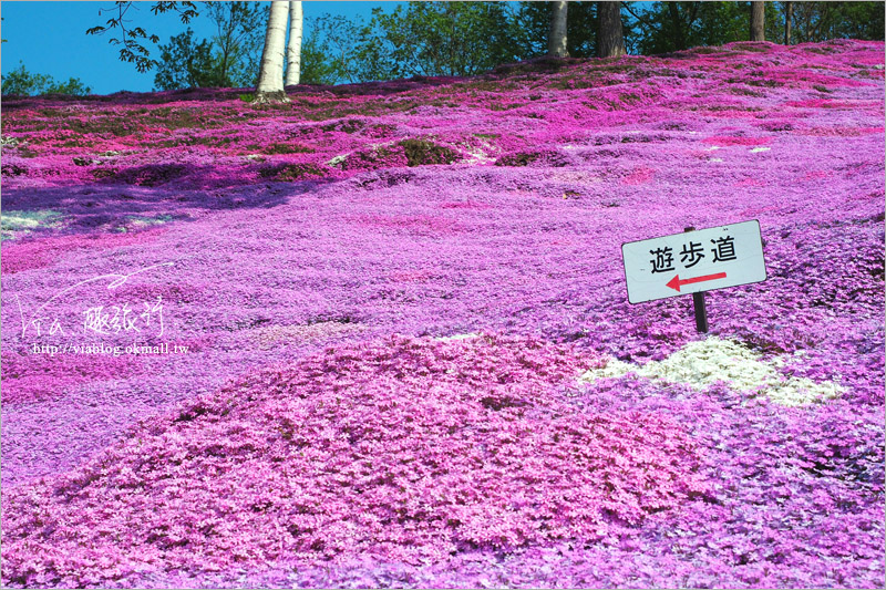 北海道芝櫻》網走｜大空町東藻琴芝櫻公園～絕美的粉紅國度！一生一定要看一次的美景！