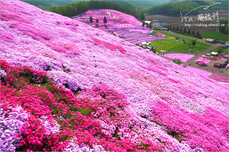 北海道芝櫻》網走｜大空町東藻琴芝櫻公園～絕美的粉紅國度！一生一定要看一次的美景！