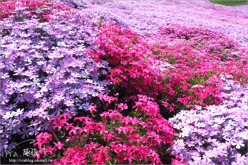 北海道芝櫻》網走｜大空町東藻琴芝櫻公園～絕美的粉紅國度！一生一定要看一次的美景！