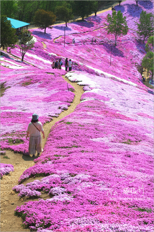 北海道芝櫻》網走｜大空町東藻琴芝櫻公園～絕美的粉紅國度！一生一定要看一次的美景！