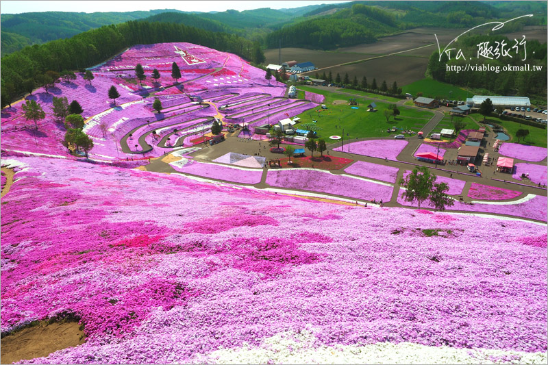 北海道芝櫻》網走｜大空町東藻琴芝櫻公園～絕美的粉紅國度！一生一定要看一次的美景！