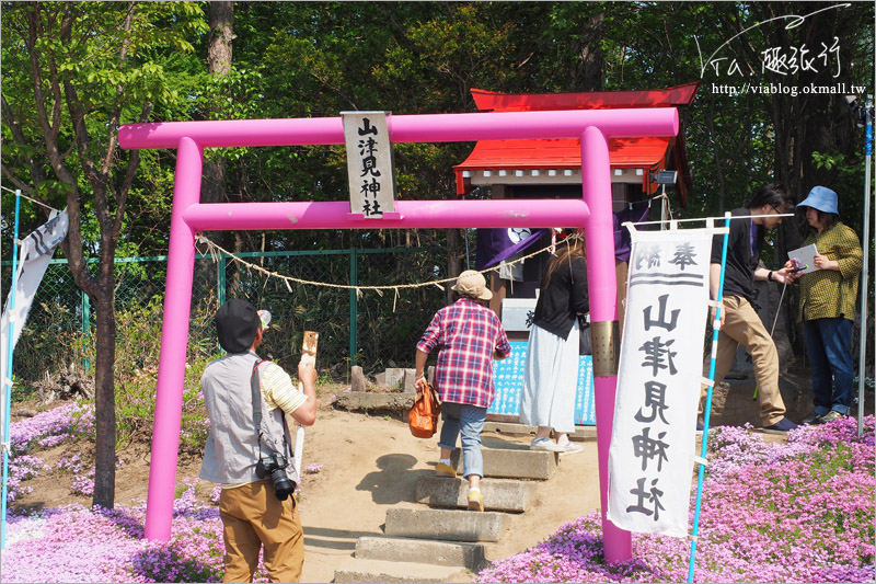 北海道芝櫻》網走｜大空町東藻琴芝櫻公園～絕美的粉紅國度！一生一定要看一次的美景！