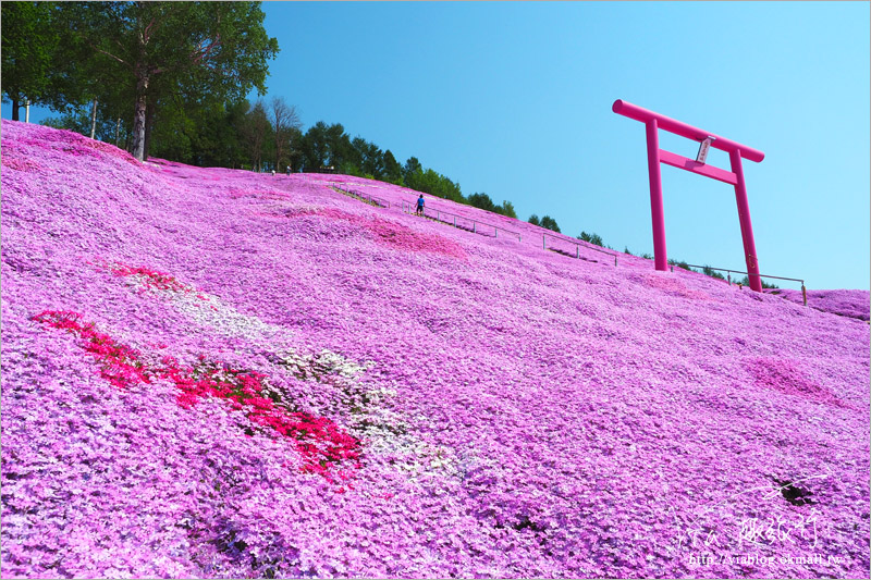 北海道芝櫻》網走｜大空町東藻琴芝櫻公園～絕美的粉紅國度！一生一定要看一次的美景！