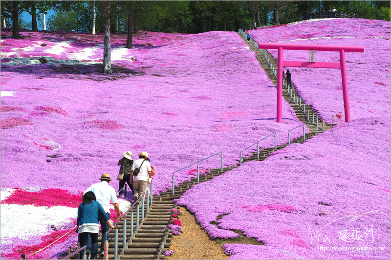 北海道芝櫻》網走｜大空町東藻琴芝櫻公園～絕美的粉紅國度！一生一定要看一次的美景！