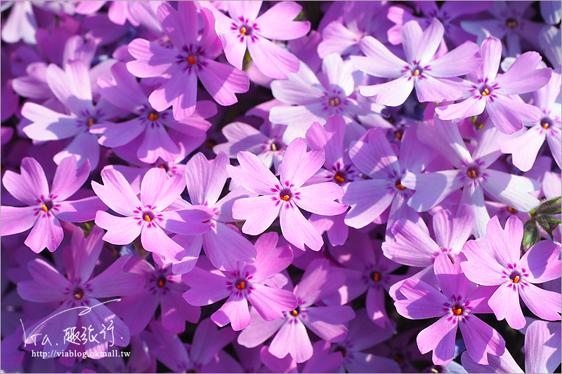 北海道芝櫻》網走｜大空町東藻琴芝櫻公園～絕美的粉紅國度！一生一定要看一次的美景！