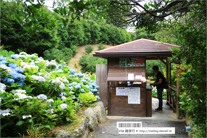 【沖繩繡球花】季節限定！饒平名紫陽花園（よへなあじさい園）～夢幻！綻放整座小山頭的紫色花海！