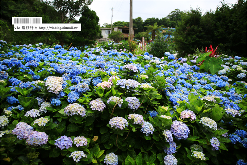 【沖繩繡球花】季節限定！饒平名紫陽花園（よへなあじさい園）～夢幻！綻放整座小山頭的紫色花海！