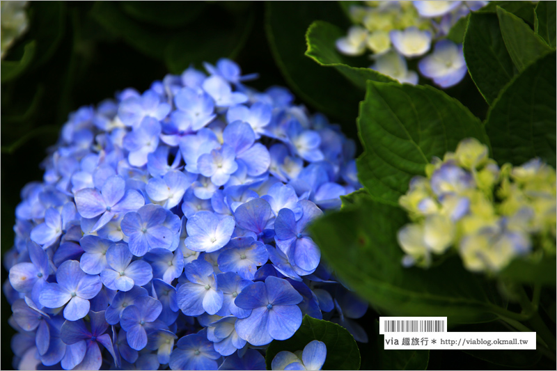 【沖繩繡球花】季節限定！饒平名紫陽花園（よへなあじさい園）～夢幻！綻放整座小山頭的紫色花海！