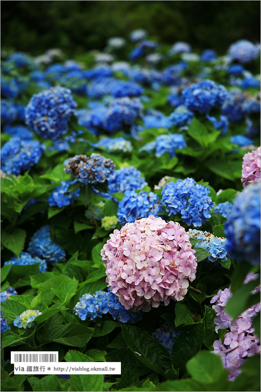 【沖繩繡球花】季節限定！饒平名紫陽花園（よへなあじさい園）～夢幻！綻放整座小山頭的紫色花海！