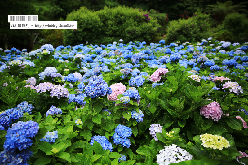 【沖繩繡球花】季節限定！饒平名紫陽花園（よへなあじさい園）～夢幻！綻放整座小山頭的紫色花海！