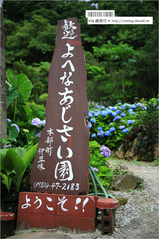 【沖繩繡球花】季節限定！饒平名紫陽花園（よへなあじさい園）～夢幻！綻放整座小山頭的紫色花海！