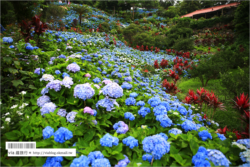 【沖繩繡球花】季節限定！饒平名紫陽花園（よへなあじさい園）～夢幻！綻放整座小山頭的紫色花海！