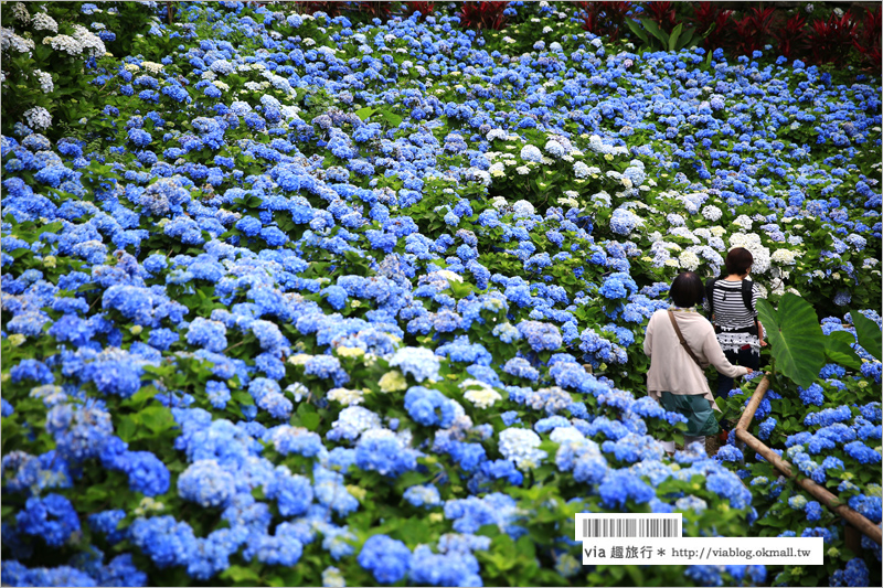 【沖繩繡球花】季節限定！饒平名紫陽花園（よへなあじさい園）～夢幻！綻放整座小山頭的紫色花海！