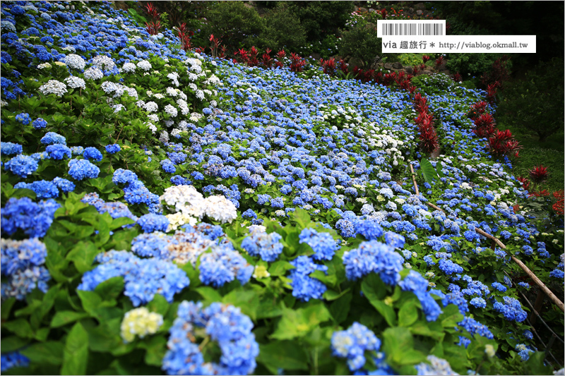 【沖繩繡球花】季節限定！饒平名紫陽花園（よへなあじさい園）～夢幻！綻放整座小山頭的紫色花海！