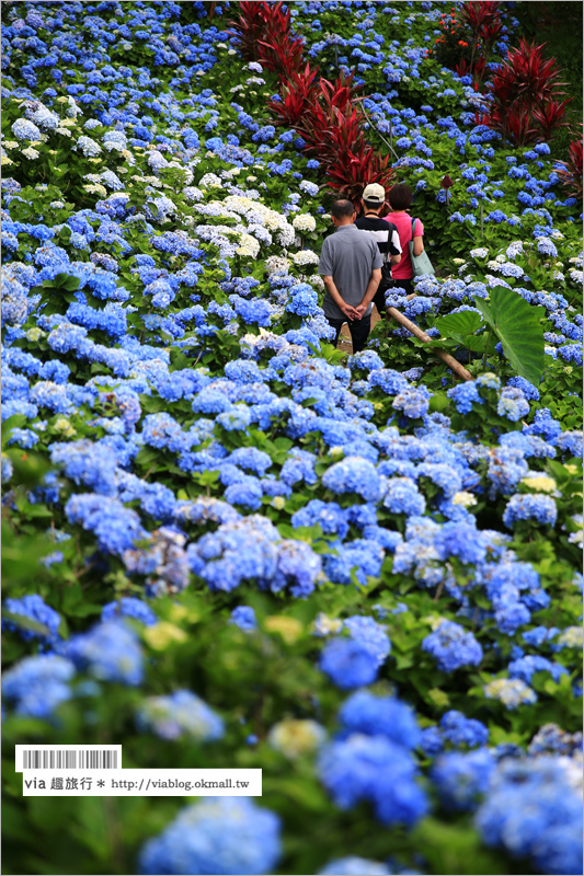 【沖繩繡球花】季節限定！饒平名紫陽花園（よへなあじさい園）～夢幻！綻放整座小山頭的紫色花海！