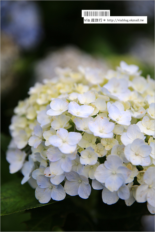 【沖繩繡球花】季節限定！饒平名紫陽花園（よへなあじさい園）～夢幻！綻放整座小山頭的紫色花海！