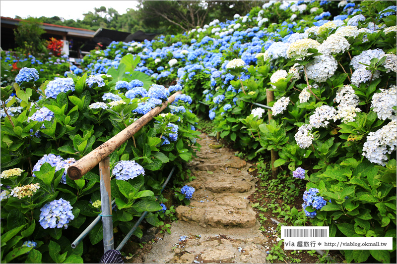 【沖繩繡球花】季節限定！饒平名紫陽花園（よへなあじさい園）～夢幻！綻放整座小山頭的紫色花海！