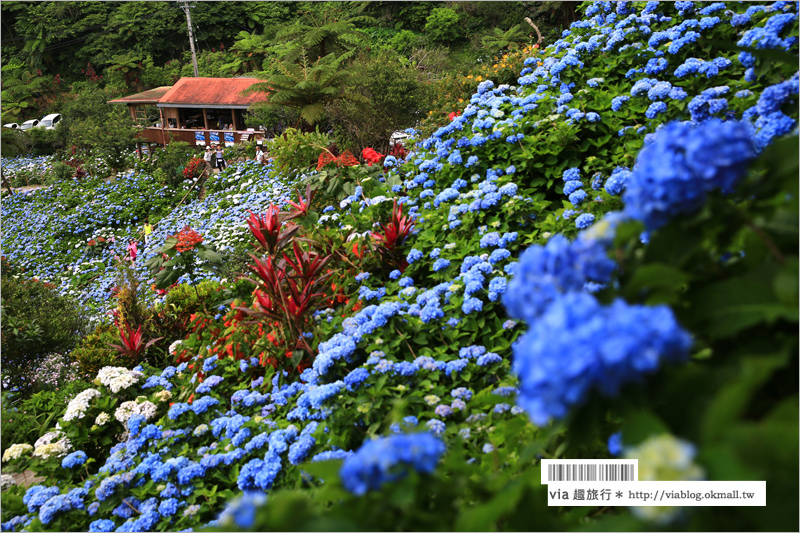 【沖繩繡球花】季節限定！饒平名紫陽花園（よへなあじさい園）～夢幻！綻放整座小山頭的紫色花海！