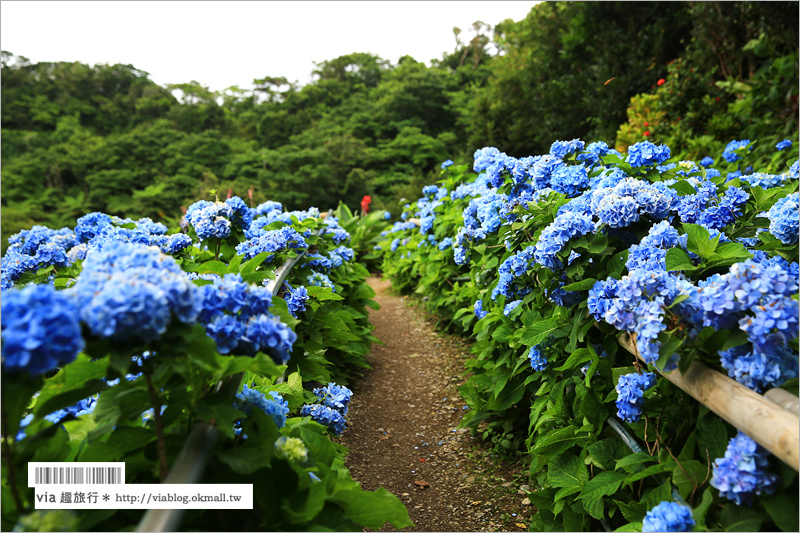 【沖繩繡球花】季節限定！饒平名紫陽花園（よへなあじさい園）～夢幻！綻放整座小山頭的紫色花海！