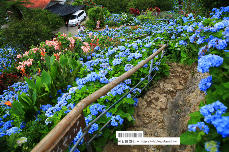 【沖繩繡球花】季節限定！饒平名紫陽花園（よへなあじさい園）～夢幻！綻放整座小山頭的紫色花海！