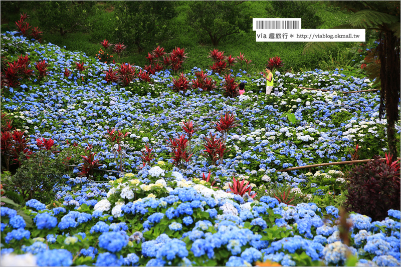 【沖繩繡球花】季節限定！饒平名紫陽花園（よへなあじさい園）～夢幻！綻放整座小山頭的紫色花海！